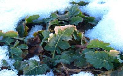 Цветы и не только: что можно сеять в декабре прямо по снегу - belnovosti.by