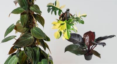 Филодендрон - самое красивое и неприхотливое растение для дома и офиса - supersadovnik.ru - Колумбия