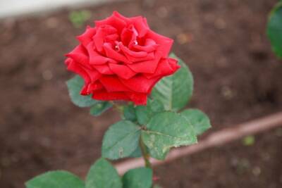 Хотите, чтобы розы в цветнике выросли красивыми? Понадобится простой карандаш - belnovosti.by