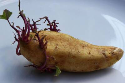 Для чего нужно делать поперечный надрез на семенной картошке: дедовская хитрость - belnovosti.by
