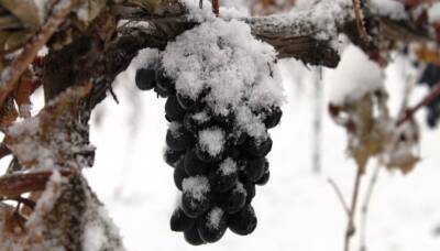 Классификация сортов винограда по морозоустойчивости - sad-dacha-ogorod.com - г. Виноград