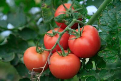 Что класть в лунку при посадке томатов: опытные огородники советуют - belnovosti.by