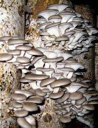Как правильно выращивать грибы вешенка - sad-dacha-ogorod.com