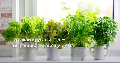 Урожай круглый год — выращиваем овощи дома - botanichka.ru