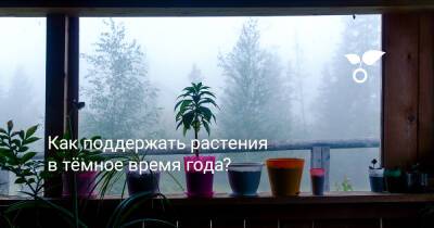 Как поддержать растения в тёмное время года? - botanichka.ru