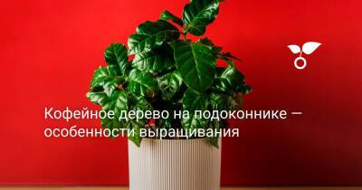 Кофейное дерево на подоконнике — особенности выращивания - botanichka.ru