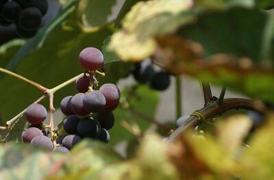 Что сажать под виноградом можно, а что нельзя: проверьте, какой из вас дачник - belnovosti.by - г. Виноград
