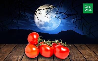 Выращивание томатов по Лунному календарю в 2022 году - ogorod.ru