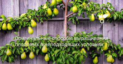 Оригинальные способы выращивания плодовых в неподходящих условиях - botanichka.ru