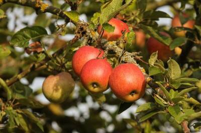 Как избавиться от яблонной плодожорки навсегда: хитрости, чтобы не было червивых яблок - belnovosti.by