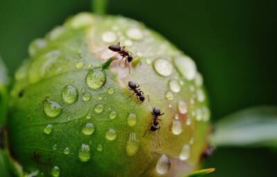 Как избавиться от муравьёв на грядке раз и навсегда: поможет пищевой отход, который обычно выбрасывают - belnovosti.by
