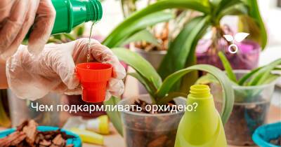 Чем подкармливать орхидею? - botanichka.ru