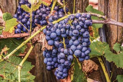 В каком месте лучше сажать виноград: житейская хитрость садоводов - belnovosti.by