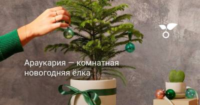 Араукария — комнатная новогодняя ёлка - botanichka.ru