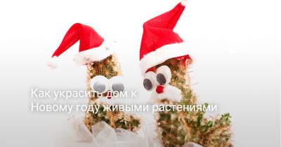 Как украсить дом к Новому году живыми растениями - botanichka.ru