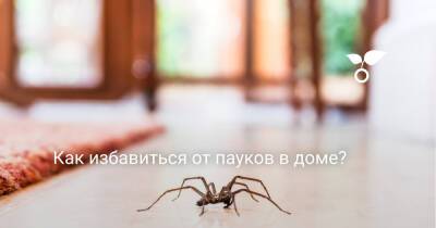 Как избавиться от пауков в доме? - botanichka.ru