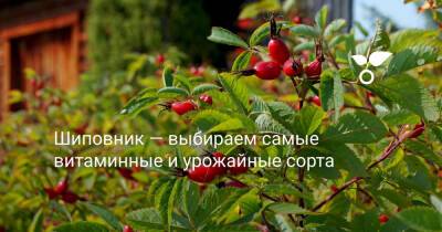 Шиповник — выбираем самые витаминные и урожайные сорта - botanichka.ru