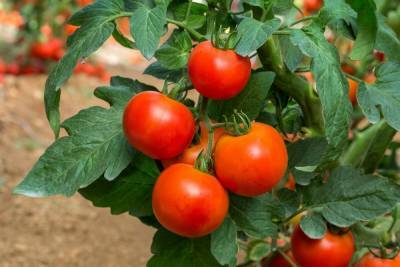 Ранние сорта томатов для открытого грунта – фото, описания и отзывы дачников - ogorod.ru