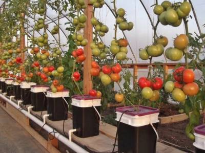 Японский метод выращивания томатов: основные правила - orchardo.ru - Россия