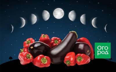 Лунный календарь 2021: выращивание перца и баклажанов - ogorod.ru