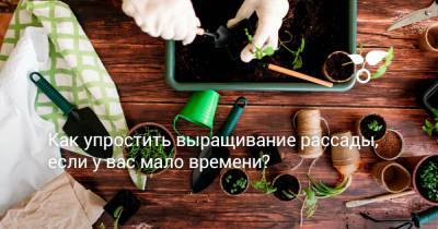 Как упростить выращивание рассады, если у вас мало времени? - botanichka.ru
