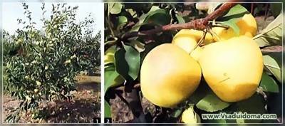 Яблоня сорта Айнур (фото) – мои отзывы - vsaduidoma