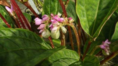 Монолена примулоцветная – муравьиное растение - greeninfo.ru - Эквадор