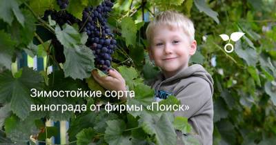 Зимостойкие сорта винограда от фирмы «Поиск» - botanichka.ru - г. Виноград