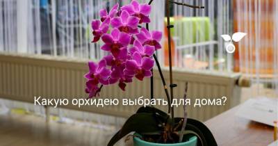 Какую орхидею выбрать для дома? - botanichka.ru