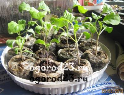 Посев семян на рассаду: подготовка, сроки, условия выращивания - ogorod23.ru