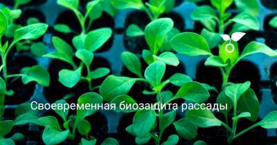 Своевременная биозащита рассады - botanichka.ru
