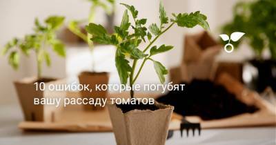 10 ошибок, которые погубят вашу рассаду томатов - botanichka.ru