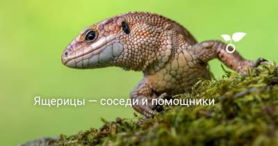 Ящерицы — соседи и помощники - botanichka.ru - Россия