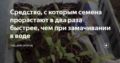 Средство, с которым семена прорастают в два раза быстрее, чем при замачивании в воде - zen.yandex.ru