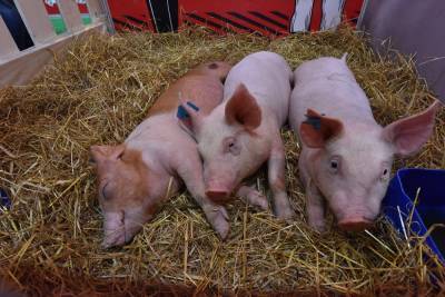 Разрешил ли Конституционный суд разводить свиней в саду? - oblgazeta.ru - Россия