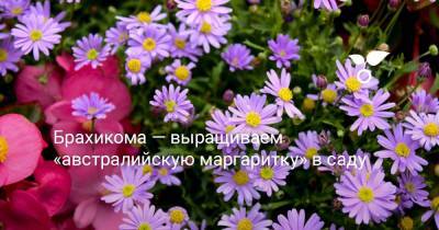 Брахикома — выращиваем «австралийскую маргаритку» в саду - botanichka.ru