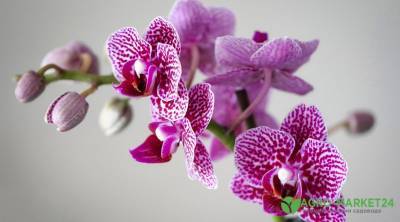 Вялые и морщинистые листья орхидеи: как спасти цветок - agro-market24.ru