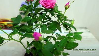 Как сохранить миниатюрную подарочную розу в горшке - vsaduidoma.com