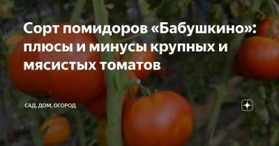 Сорт помидоров «Бабушкино»: плюсы и минусы крупных и мясистых томатов - zen.yandex.ru