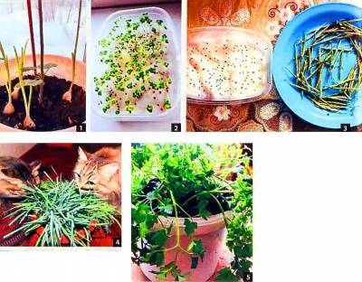 Выращивание микрозелени на подоконнике – какие овощи подойдут? - vsaduidoma.com - Россия