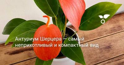 Антуриум Шерцера — самый неприхотливый и компактный вид - botanichka.ru