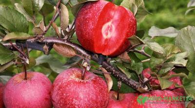 Выбираем саженцы яблони - agro-market24.ru