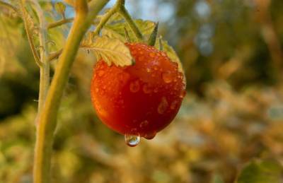 Какие 4 простых секрета помогут вам увеличить урожай томатов - belnovosti.by