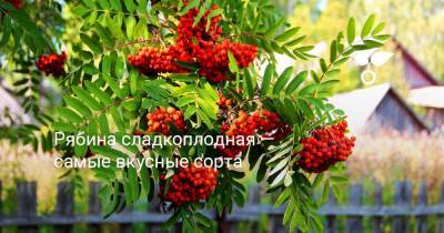 Рябина сладкоплодная — самые вкусные сорта - botanichka.ru - Китай