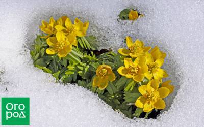 Весна раньше всех: 5 первоцветов, которые не боятся снега и заморозков - ogorod.ru