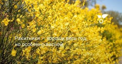Ракитники — хороши весь год, но особенно весной - botanichka.ru