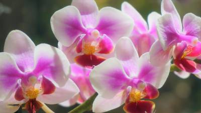 Орхидеи: советы по уходу для начинающих - 4udesnaya-da4a.com