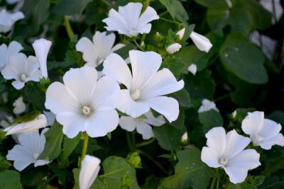 20 однолетников с белыми цветками – подойдут для сада в любом стиле - ogorod.ru
