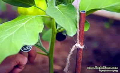 Выращивание баклажан – лунки, подкормки и схема формировки КУСТА - vsaduidoma