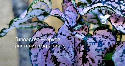 Гипоэстес — яркое растение в крапинку - botanichka.ru